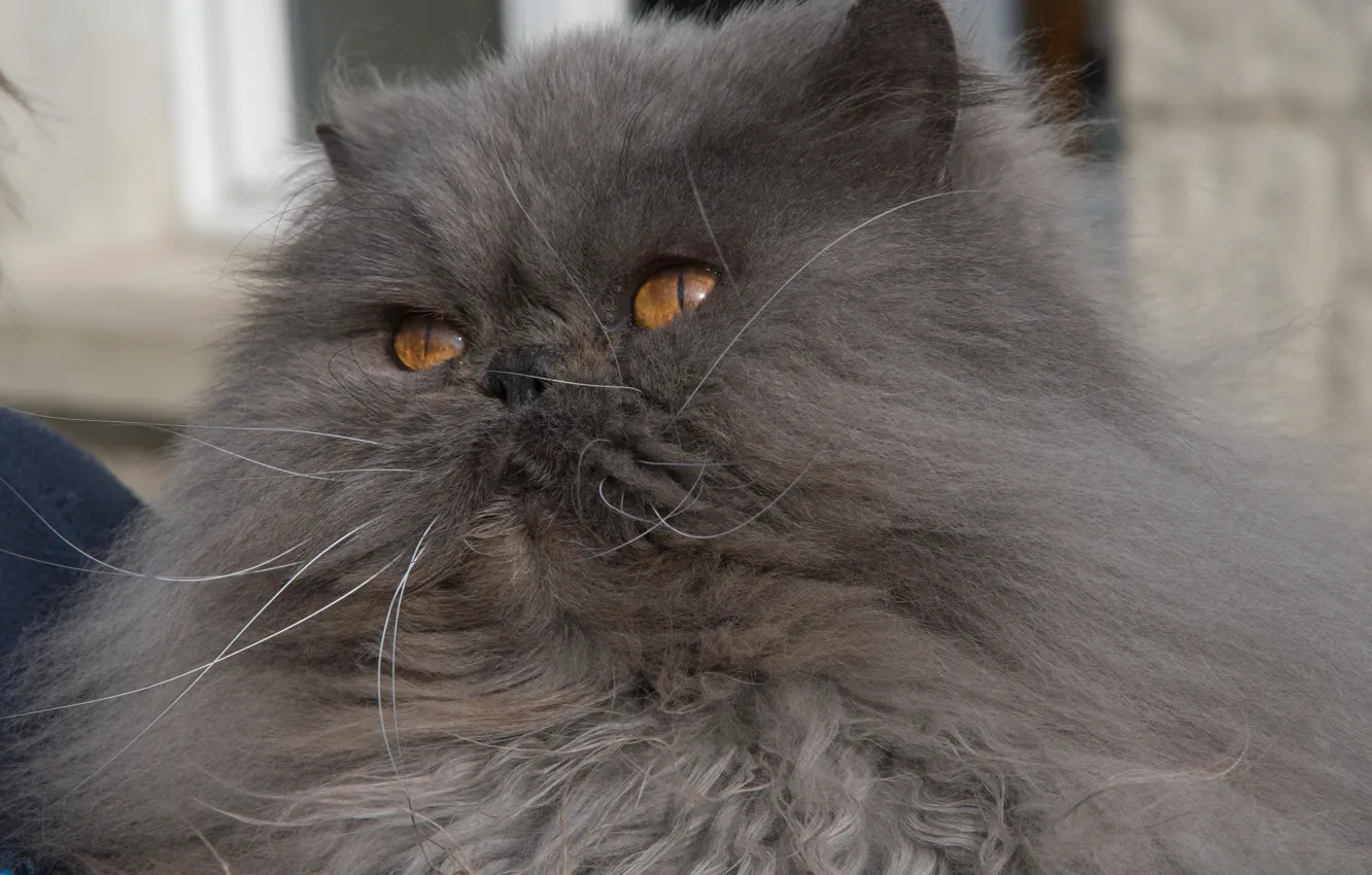 Photo wallpaper cat, fluffy, muzzle, Persian cat