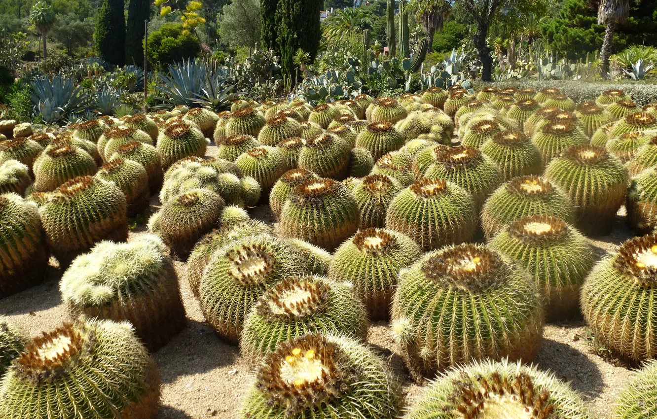 Photo wallpaper cactus, Blanes, pinya de rosa