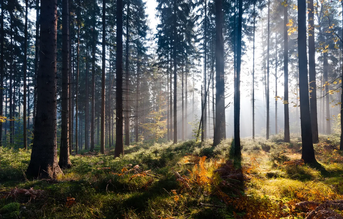 Photo wallpaper autumn, forest, light, nature