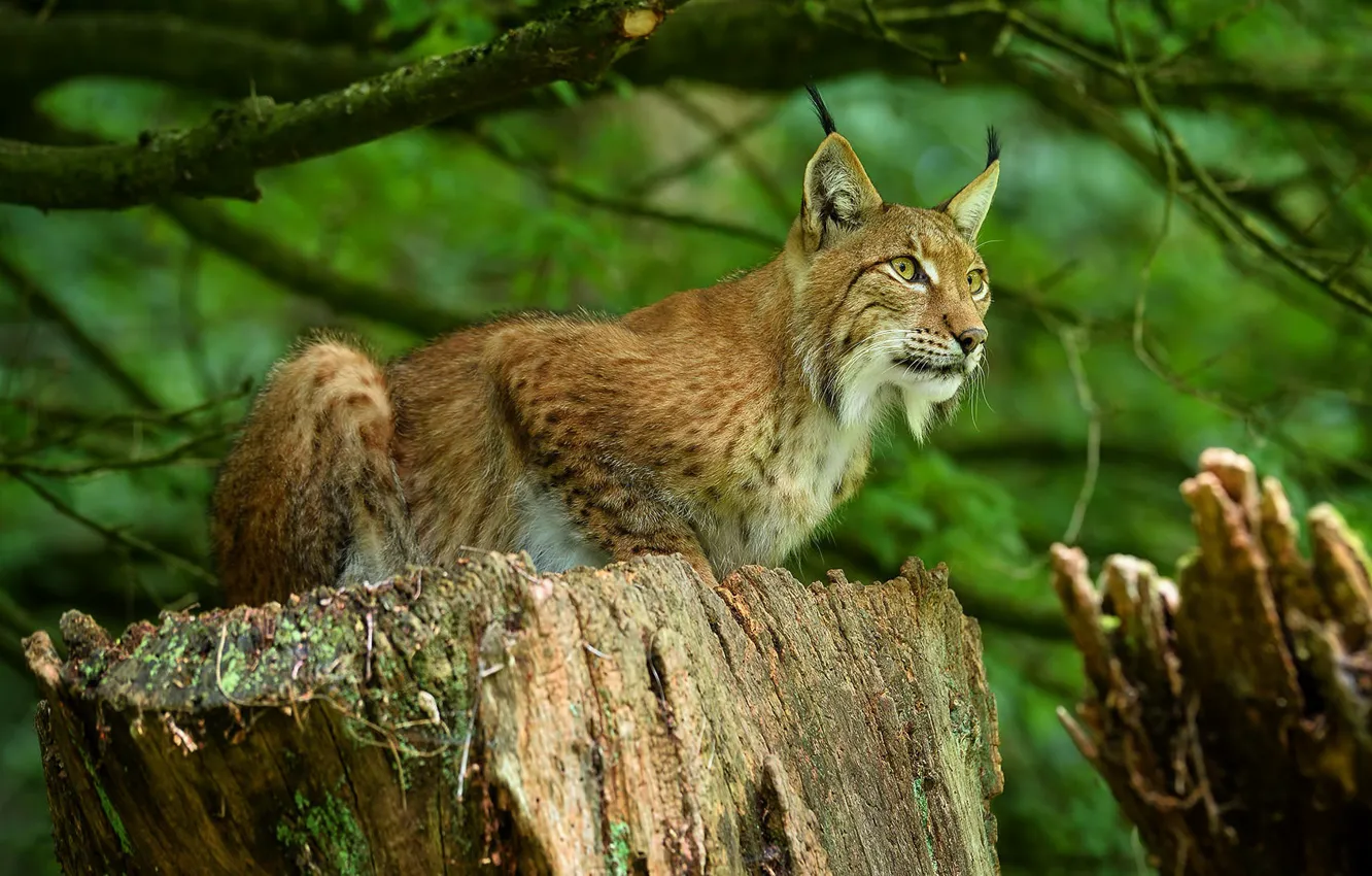 Photo wallpaper forest, look, branches, nature, stump, lynx, sitting