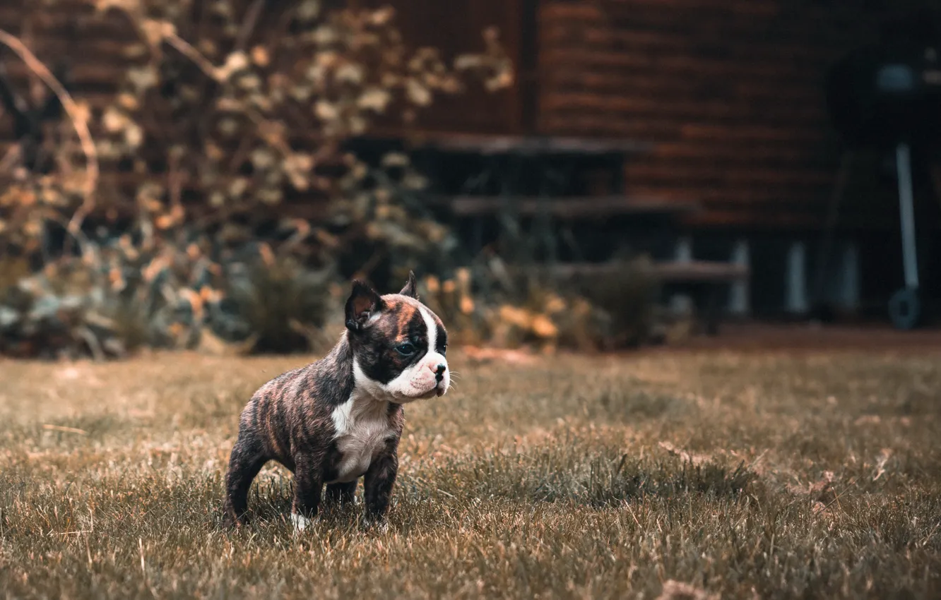 Photo wallpaper home, dog, puppy