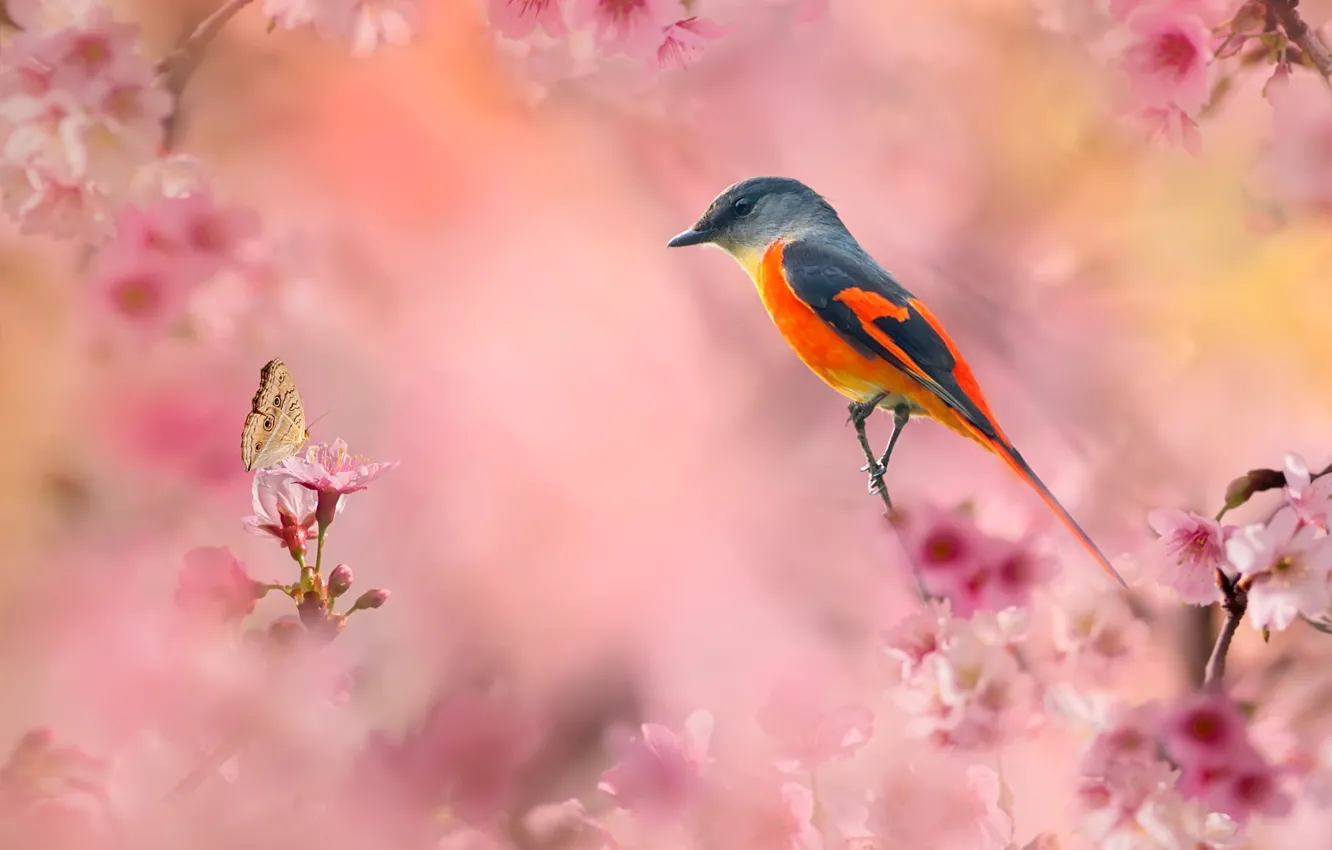 Photo wallpaper flowers, branches, nature, bird, butterfly, spring, flowering