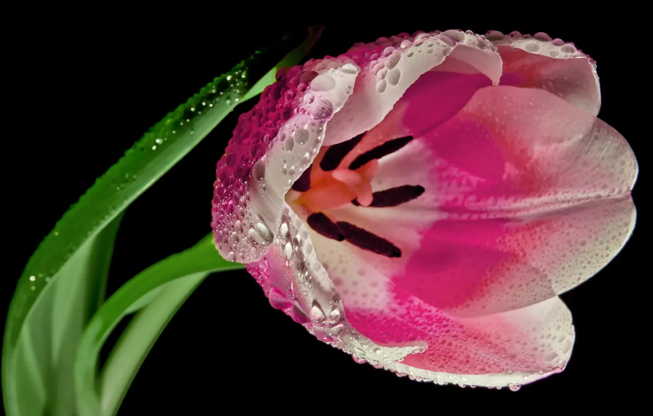 Photo wallpaper flower, drops, Tulip