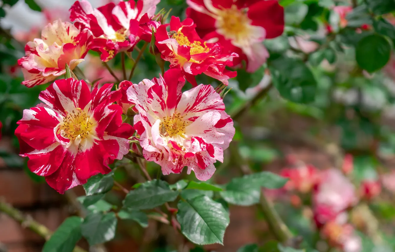 Photo wallpaper flowers, roses, striped