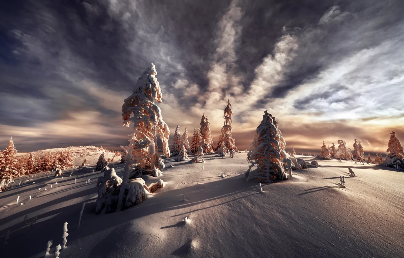Photo wallpaper winter, forest, the sky, clouds, light, snow, clouds, in the snow