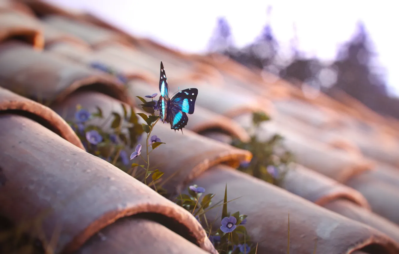 Photo wallpaper roof, flowers, butterfly, tile, A Sweet Little Dream