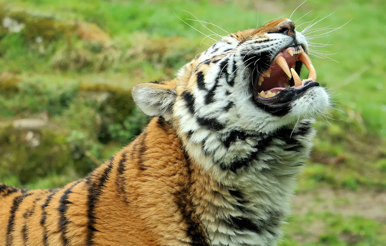 Photo wallpaper face, predator, fangs, wild cat, the Amur tiger