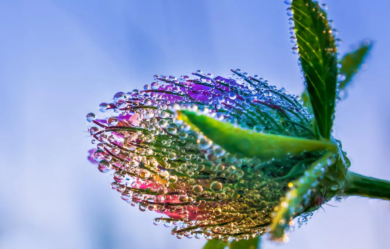 Photo wallpaper drops, macro, flowers, Rosa, clover