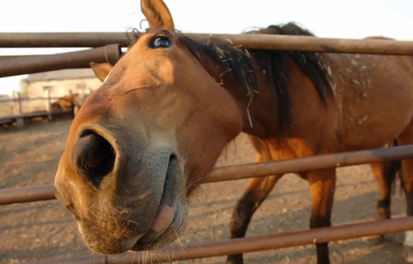 Photo wallpaper face, macro, horse