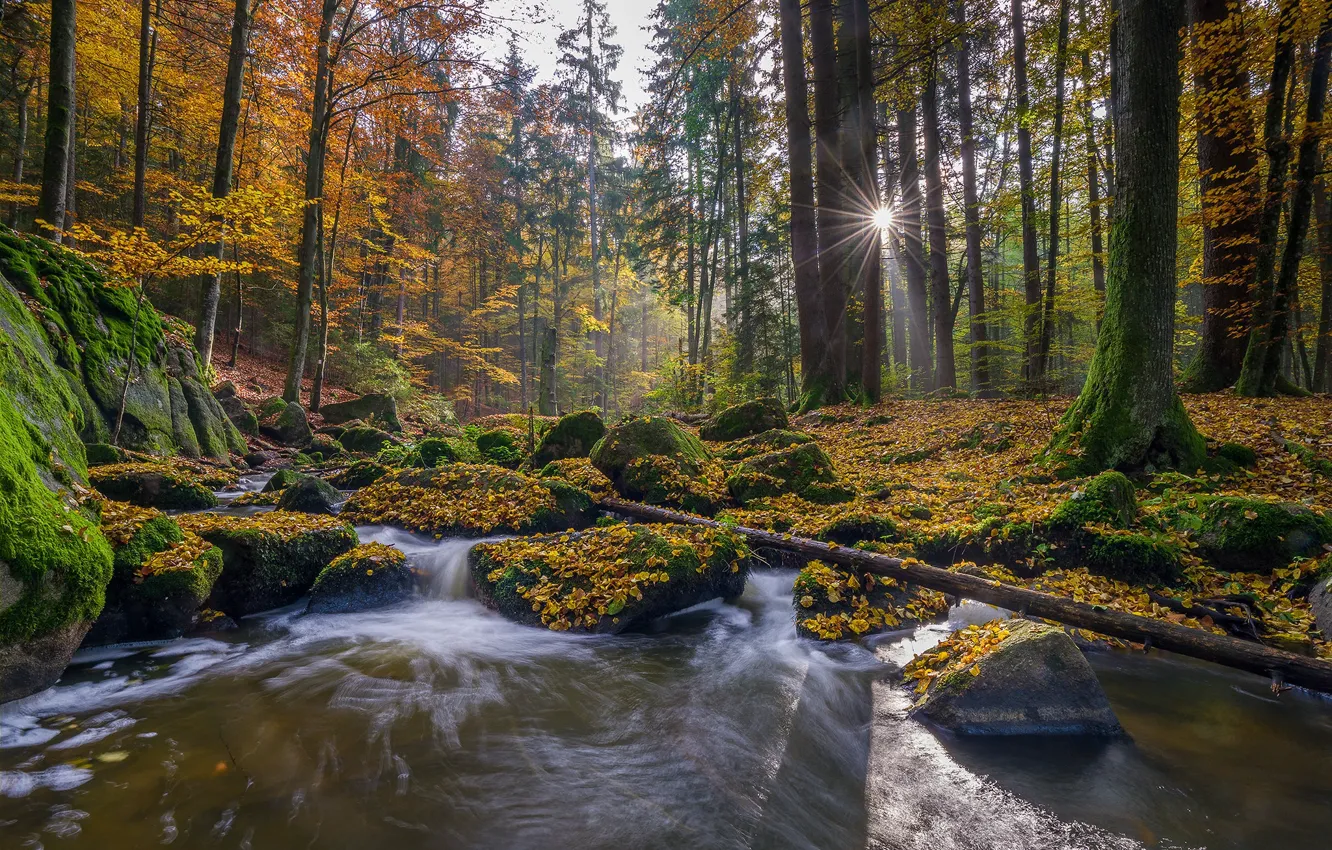 Photo wallpaper autumn, forest, trees, stream, stones, moss, Germany, Bayern
