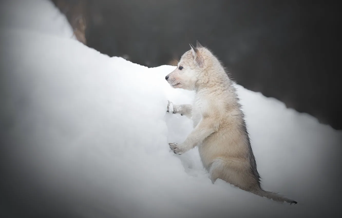 Photo wallpaper winter, snow, dog, puppy, the snow, doggie, The Czechoslovakian Wolfdog, Volkosob