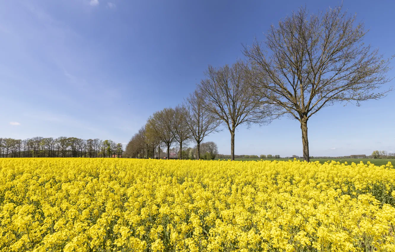 Photo wallpaper field, trees, flowers, meadow, rape, rapeseed field