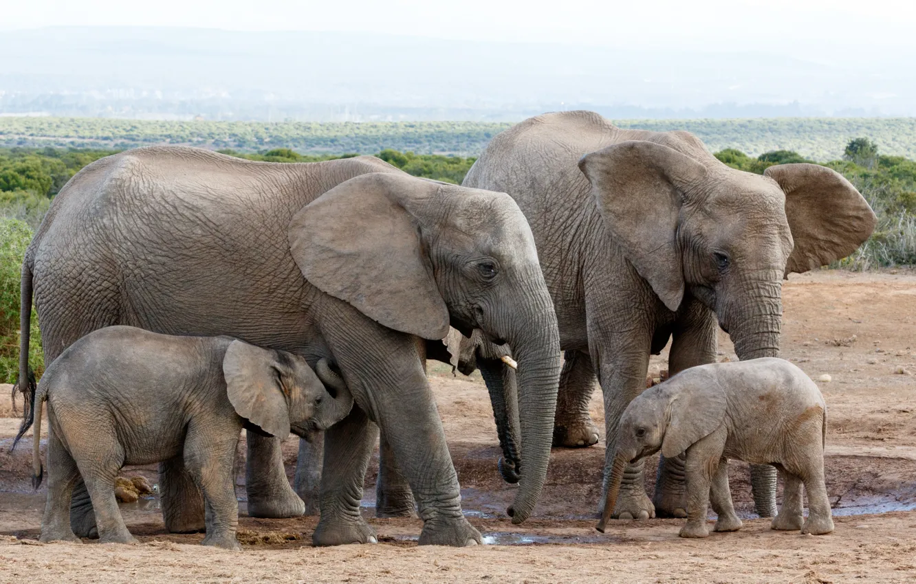 Photo wallpaper young, elephants, stove