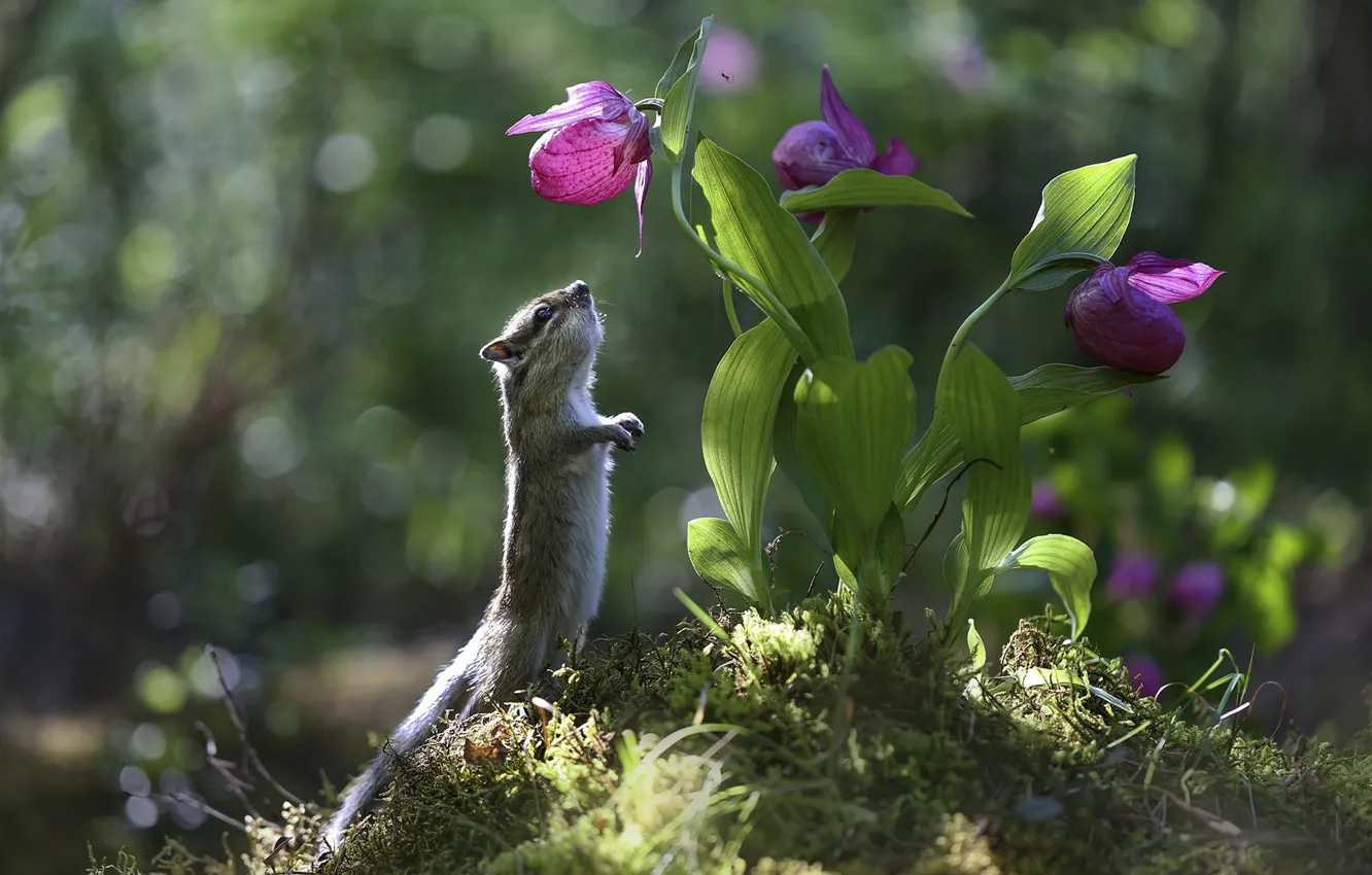 Photo wallpaper flowers, nature, Chipmunk, Yevgeny Levin
