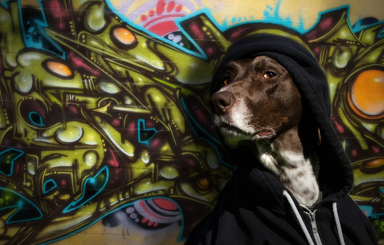 Photo wallpaper look, wall, graffiti, dog, hood