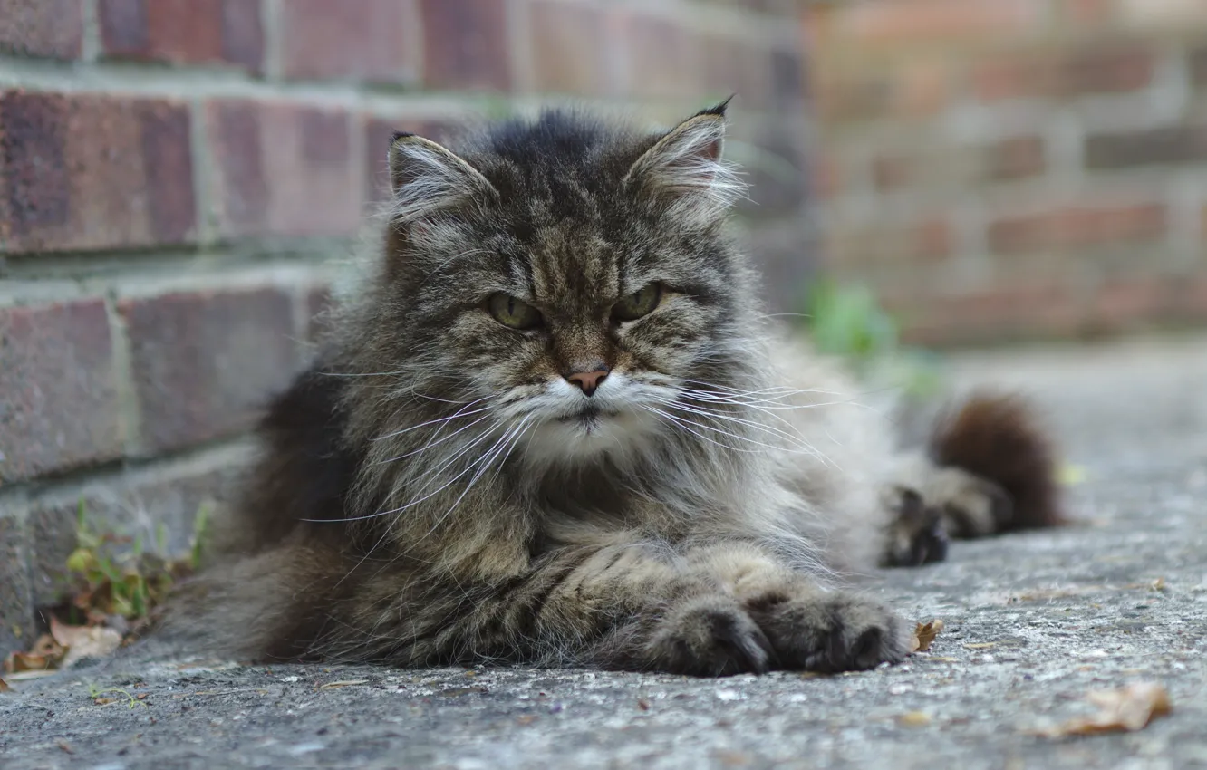 Photo wallpaper cat, look, street, lies, grey, angry