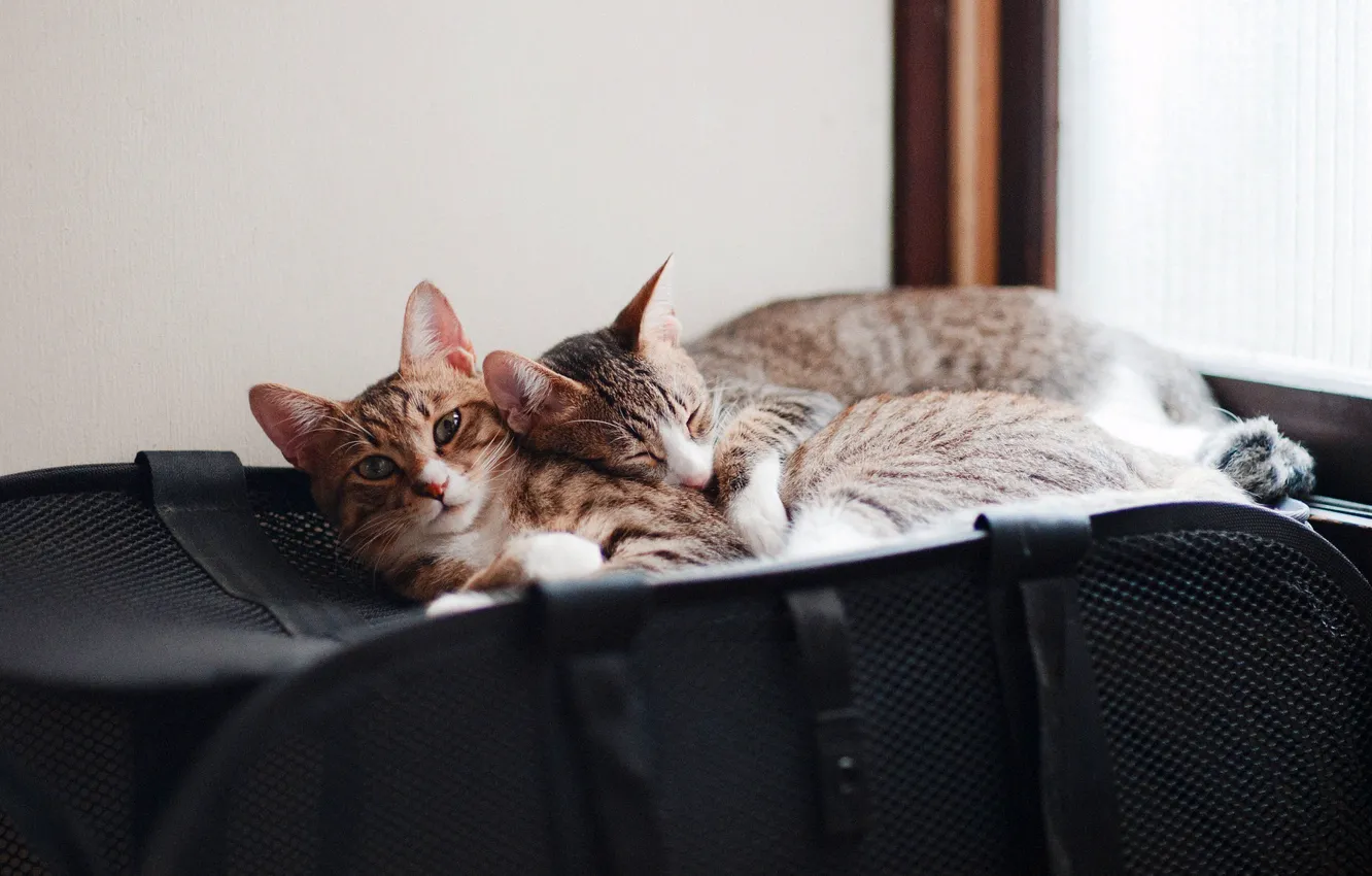 Photo wallpaper cats, comfort, cats, pair, bag, a couple, two, lie