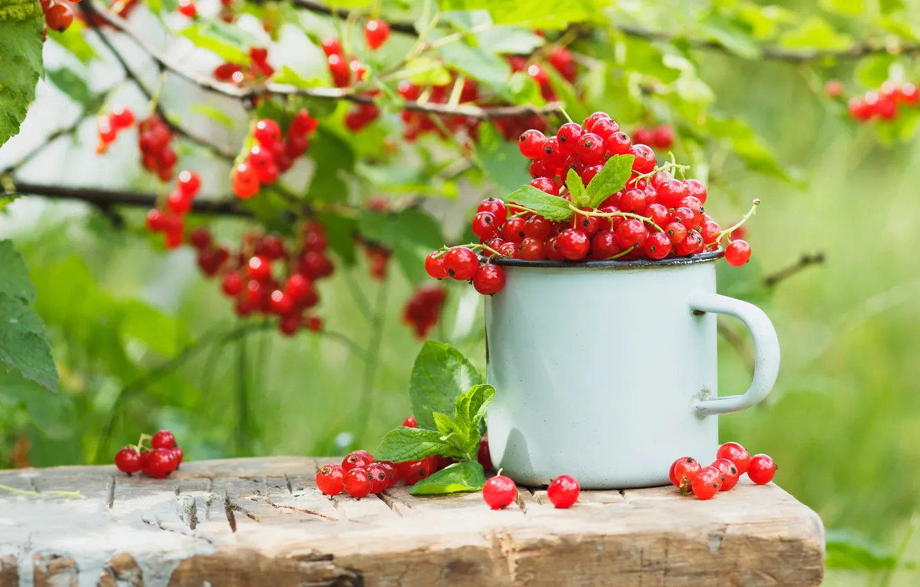 Photo wallpaper greens, summer, leaves, branches, red, nature, berries, Board