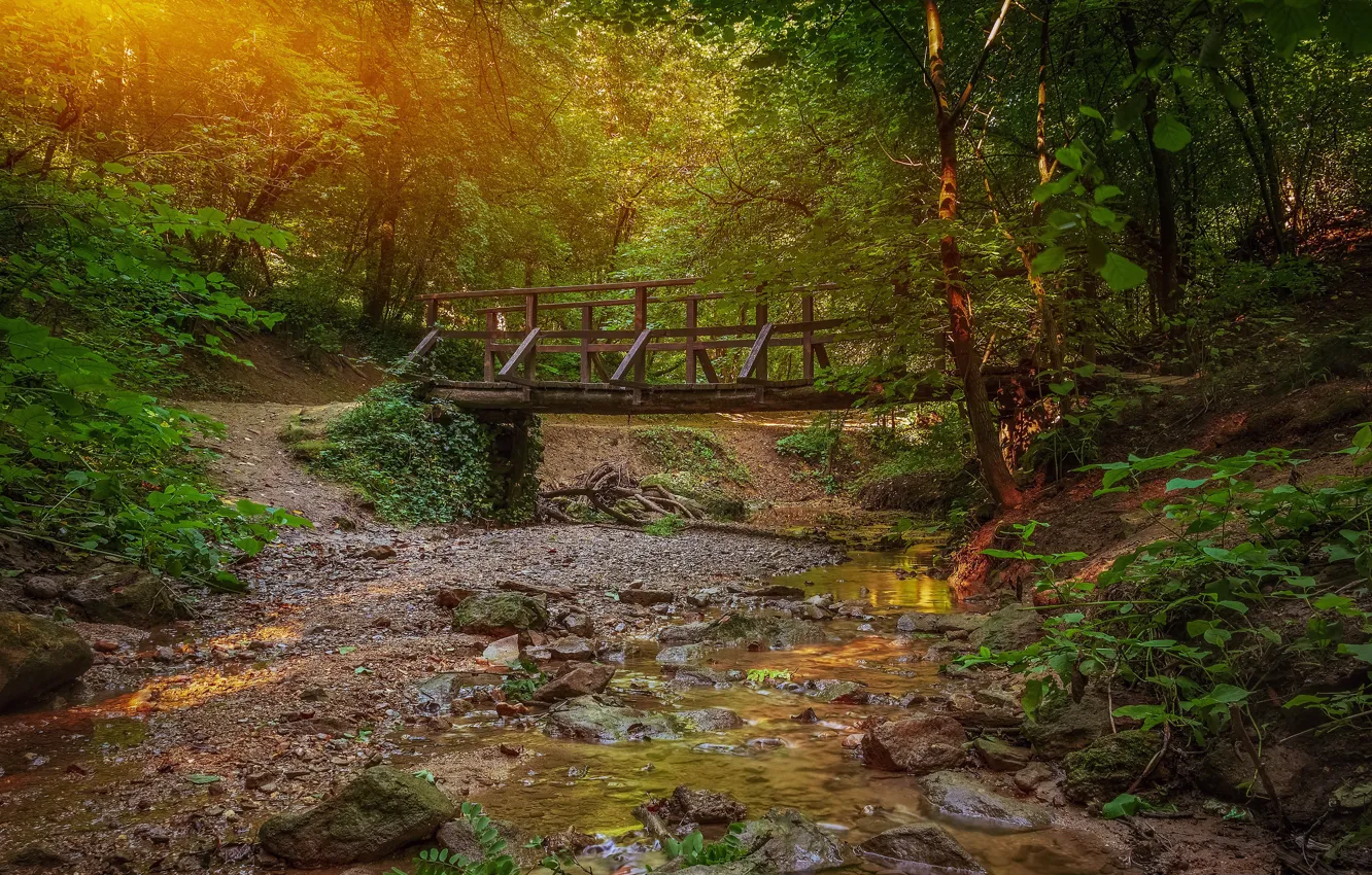 Photo wallpaper greens, forest, summer, light, trees, bridge, stream, stones