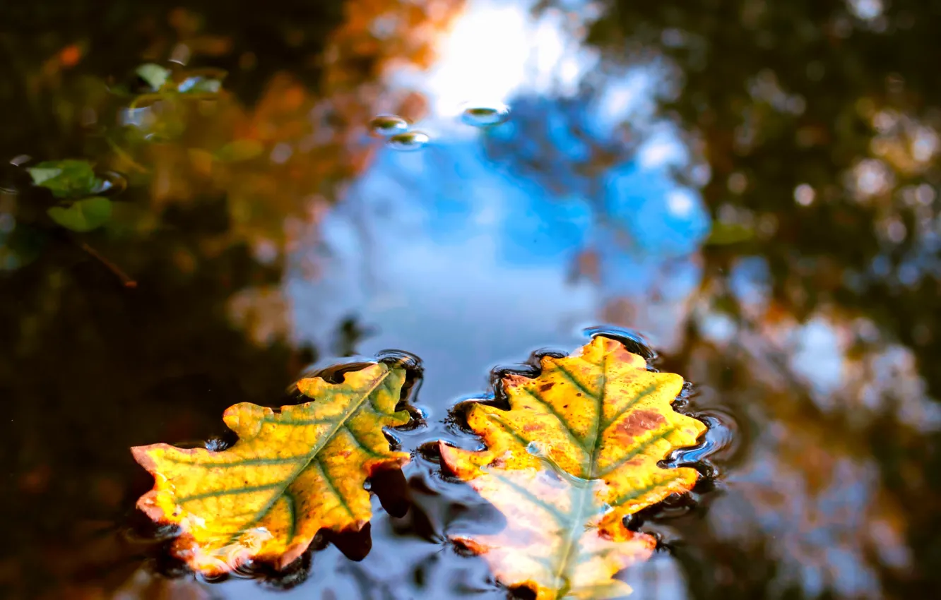 Photo wallpaper FOREST, WATER, LEAVES, REFLECTION, SURFACE, TREES, AUTUMN