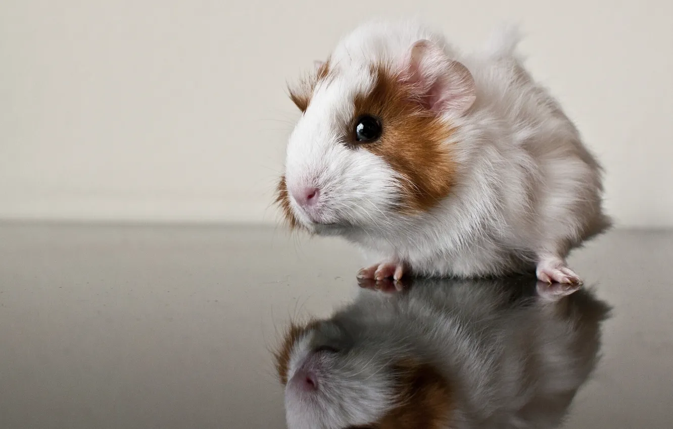Photo wallpaper reflection, Guinea pig, rodent