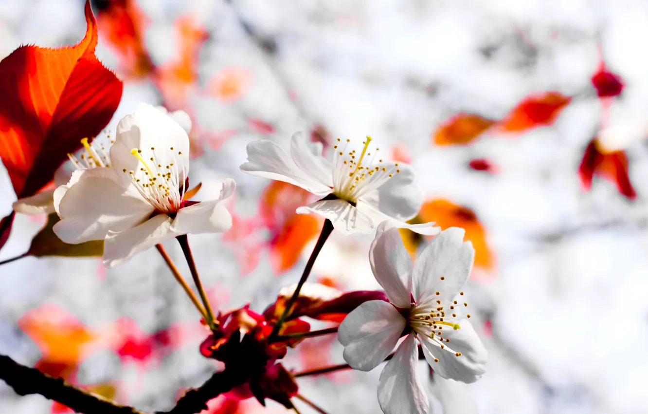 Photo wallpaper flowers, nature, Wallpaper, plant, Japan, wallpaper, wall, nature