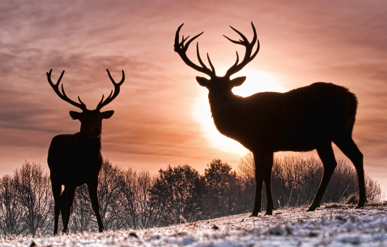 Photo wallpaper winter, the sun, deer