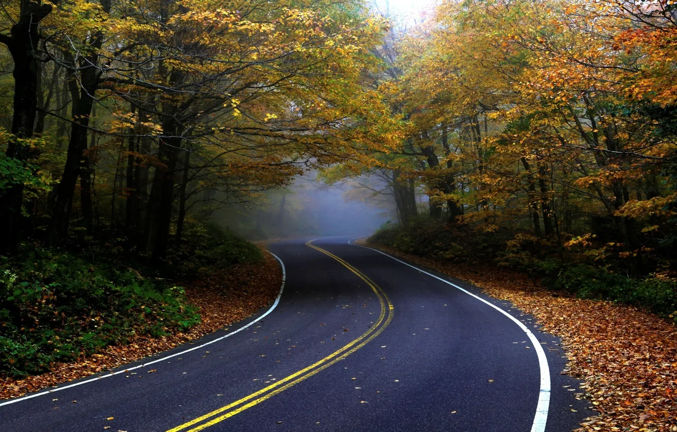 Photo wallpaper road, autumn, forest, asphalt, nature, fog, foliage