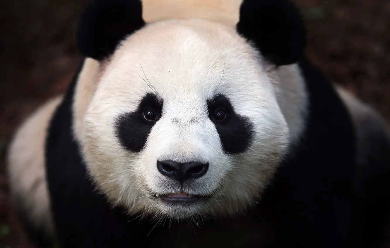 Photo wallpaper face, bear, Panda, panda