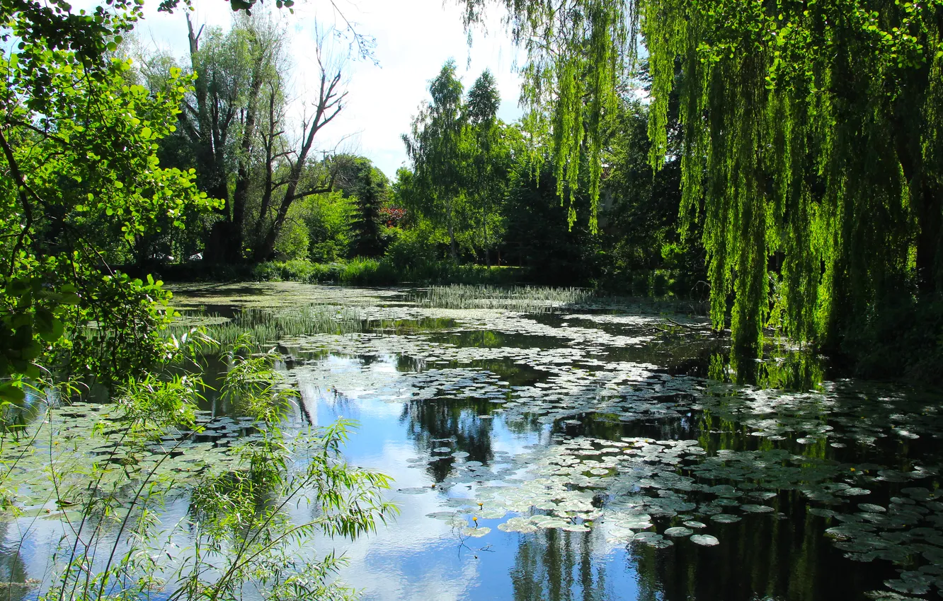 Photo wallpaper trees, water, park, lake, pond