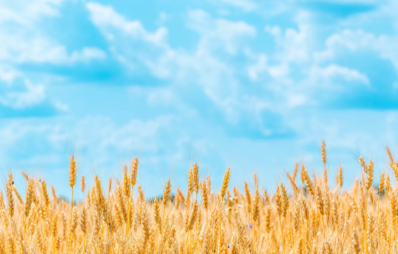 Photo wallpaper field, summer, the sky, clouds, yellow, nature, background, blue