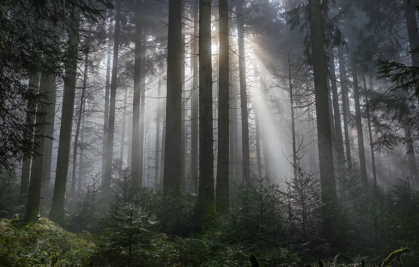 Photo wallpaper forest, trees, nature, rays of light