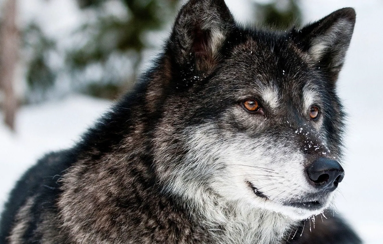 Photo wallpaper forest, face, snow, wolf, canids