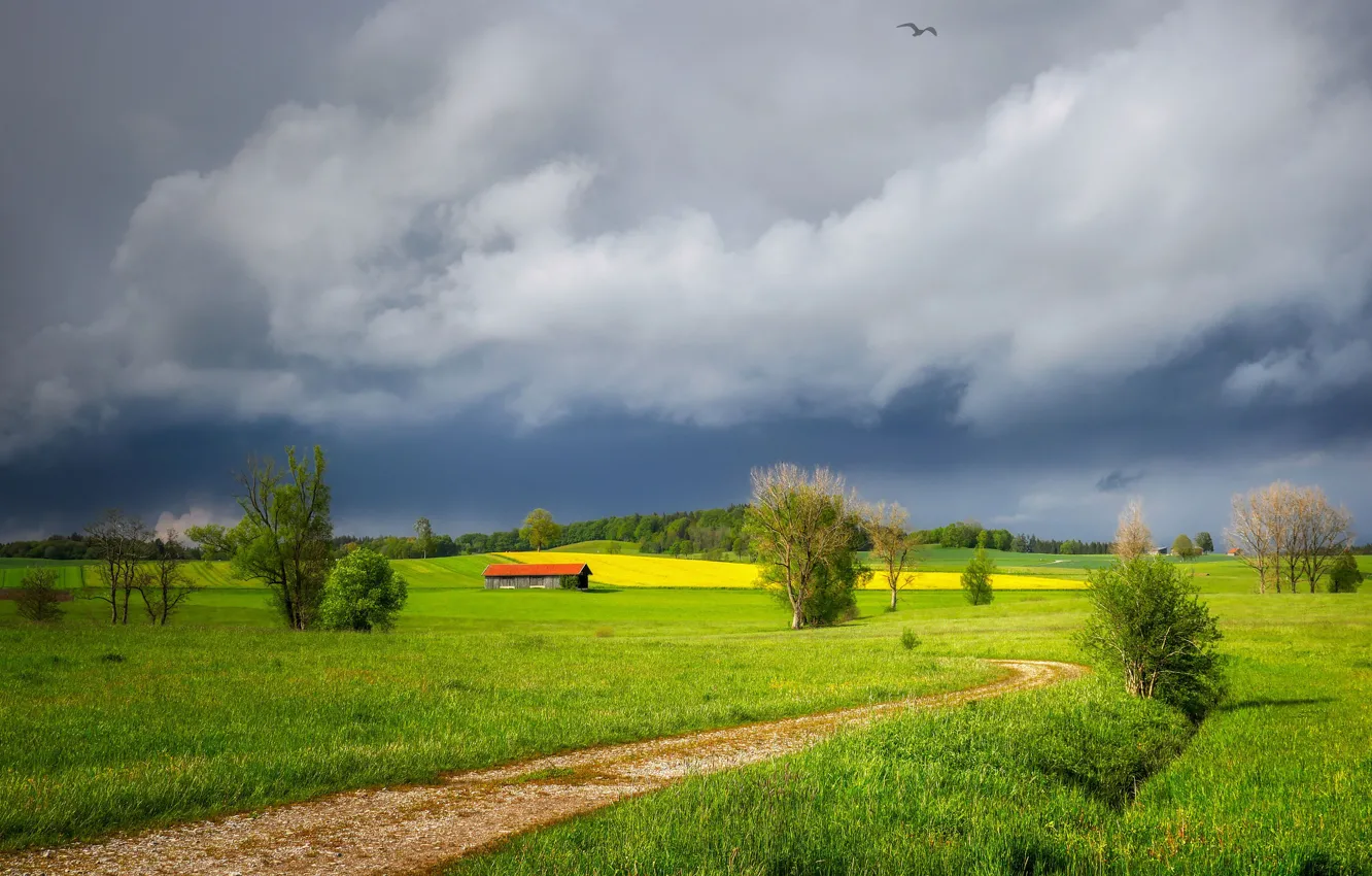Photo wallpaper road, greens, field, the sky, grass, bird, spring, meadow
