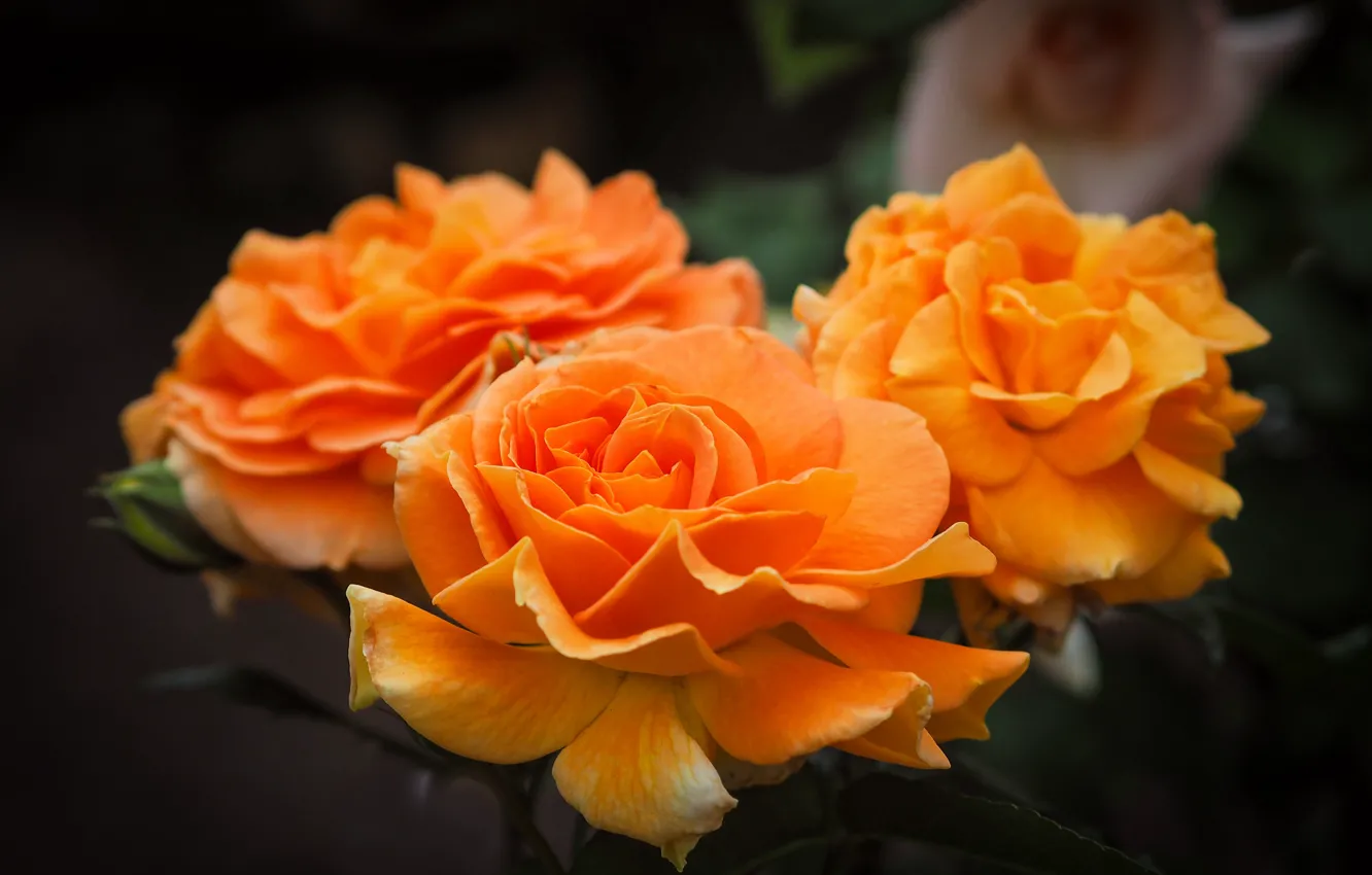 Photo wallpaper roses, petals, orange, trio