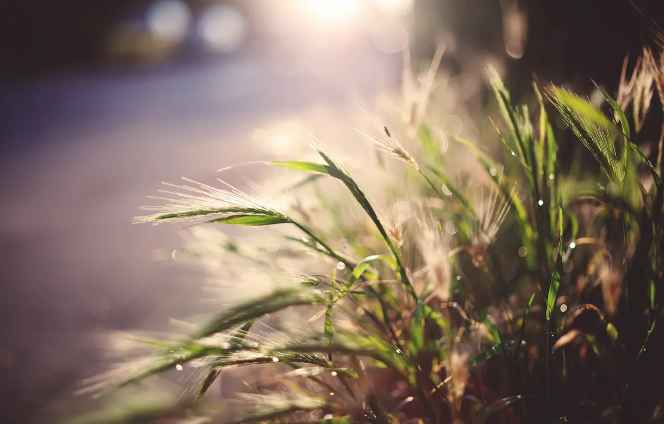 Photo wallpaper grass, light, street