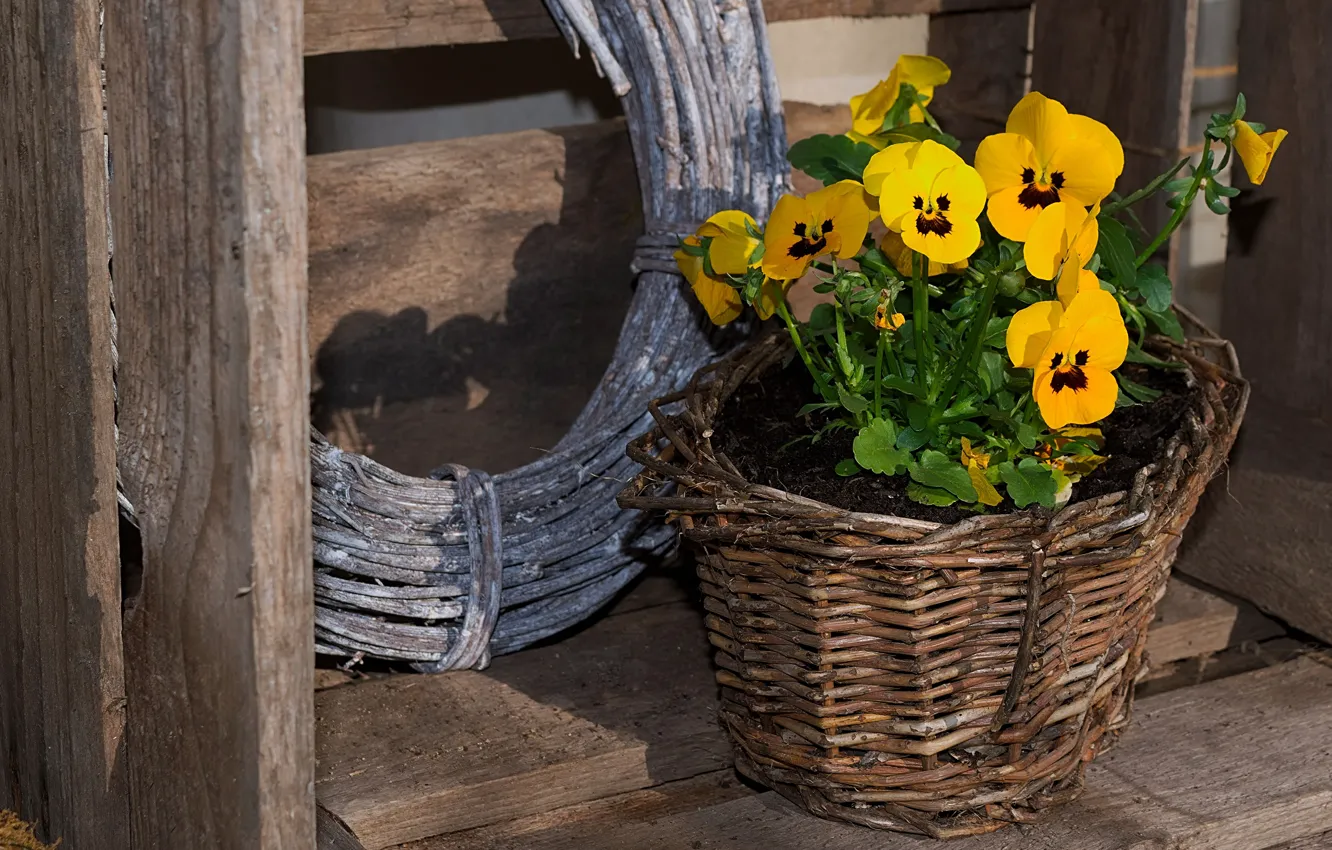 Photo wallpaper flowers, background, Board, yellow, pot, wooden, box, Pansy