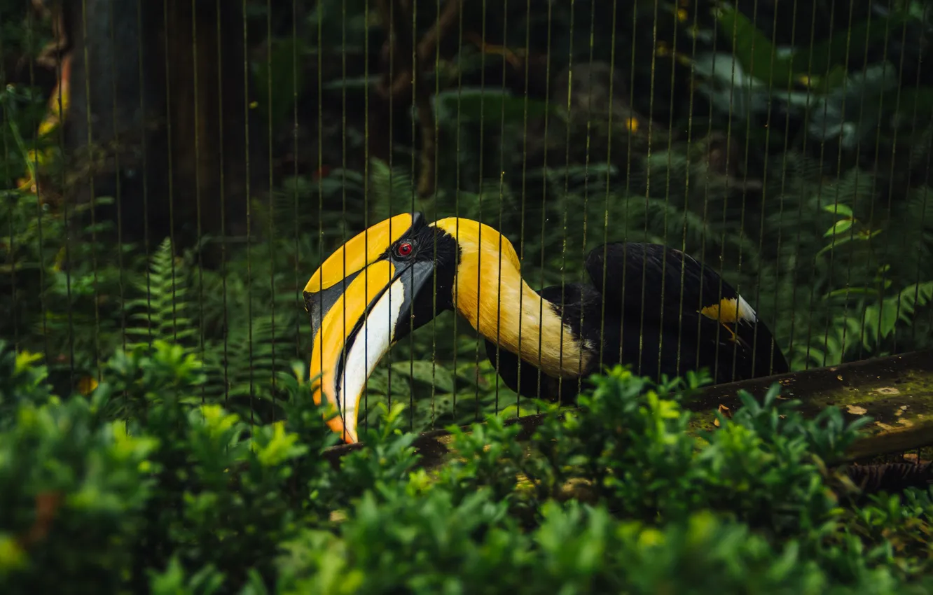 Photo wallpaper grass, bird, Toucan