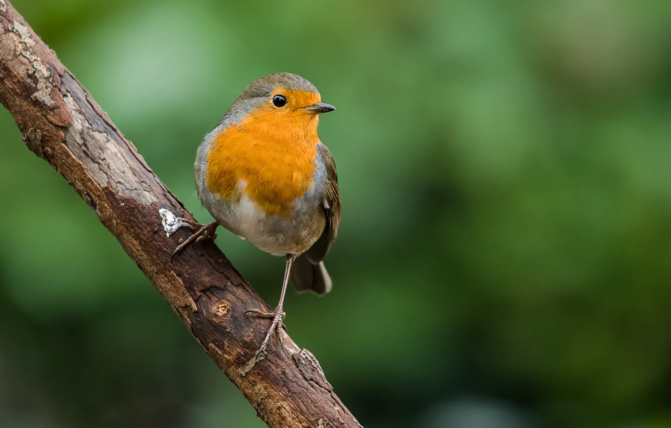 Photo wallpaper branches, bird, Robin, dawn, vil'shanka