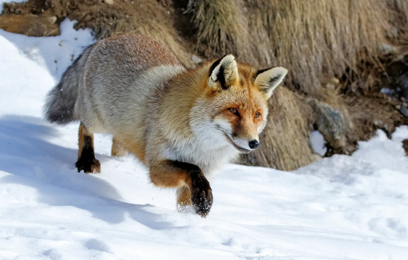 Photo wallpaper winter, look, face, snow, nature, pose, legs, shadow