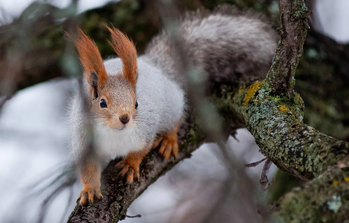 Photo wallpaper trees, protein, funny, nimble, surprises