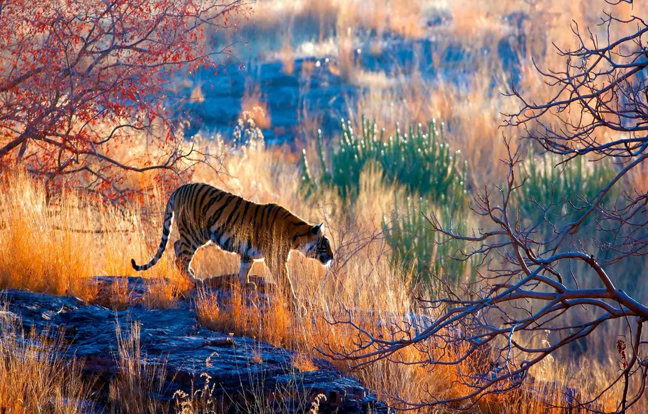 Photo wallpaper India, Bengal Tiger, India, Bengal tiger, wildlife, Rajasthan, Rajasthan, Ranthambore Indian National Park