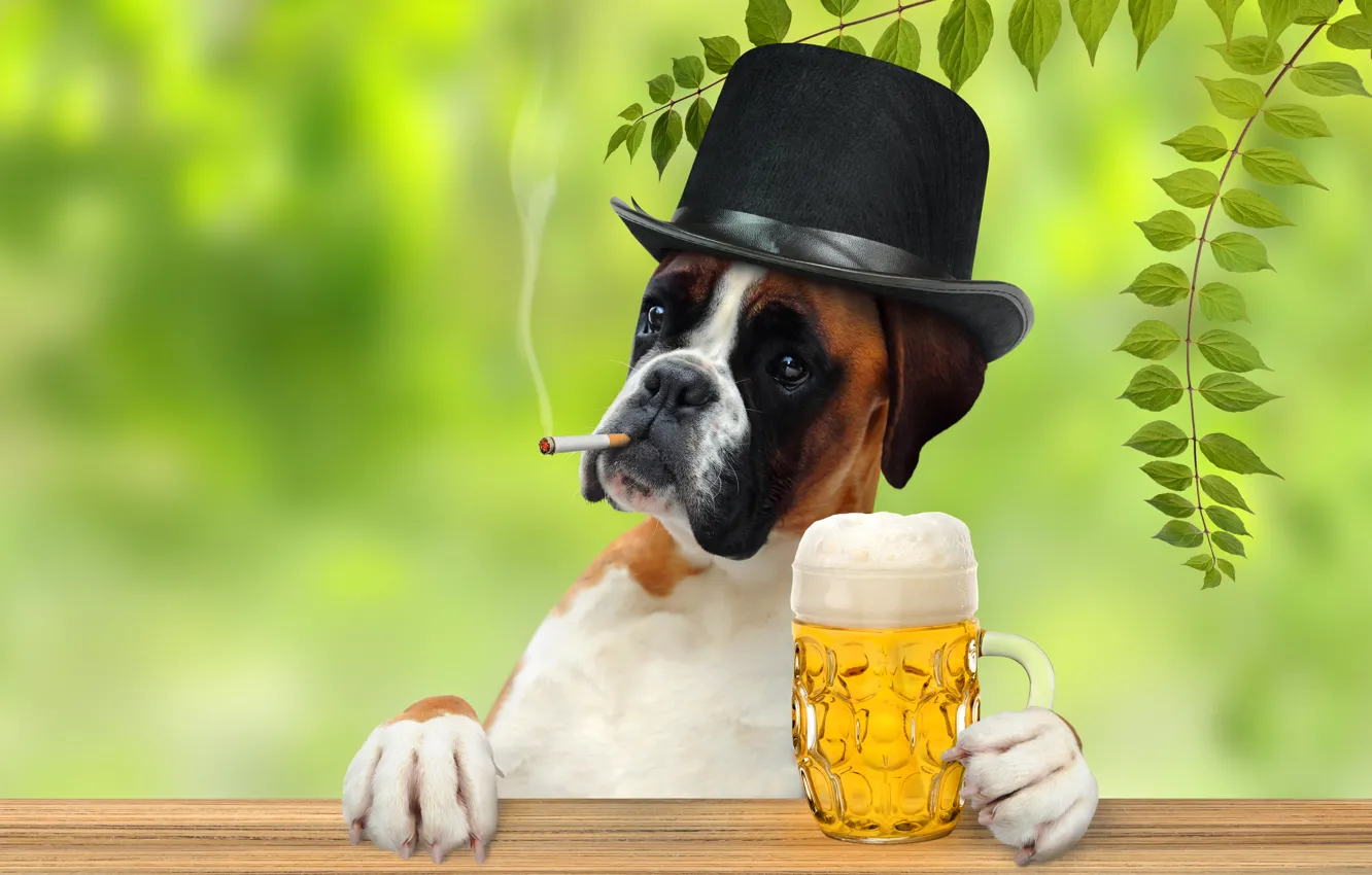Photo wallpaper leaves, branches, beer, humor, hat, paws, cigarette, mug