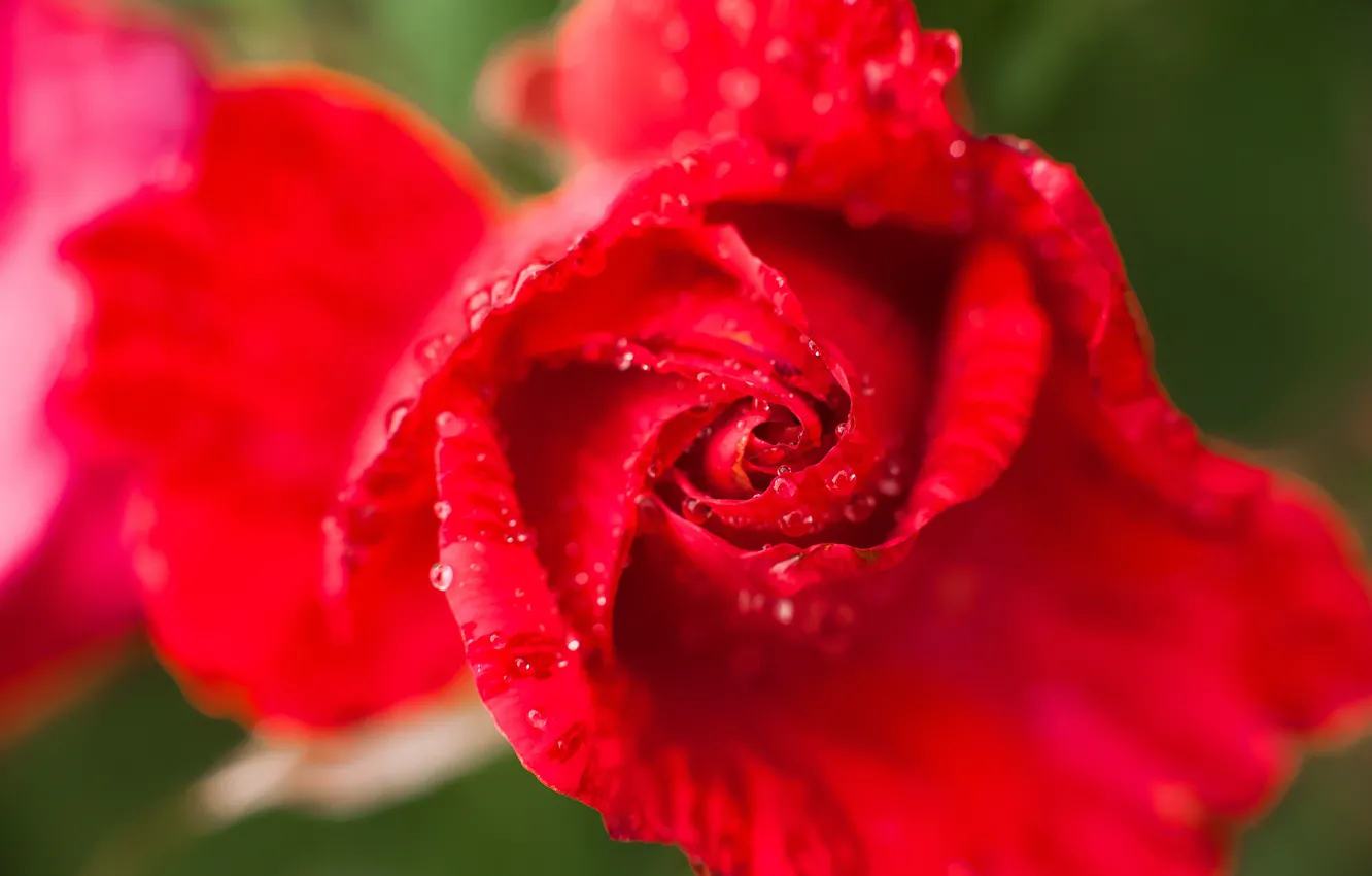 Photo wallpaper macro, red, roses, buds