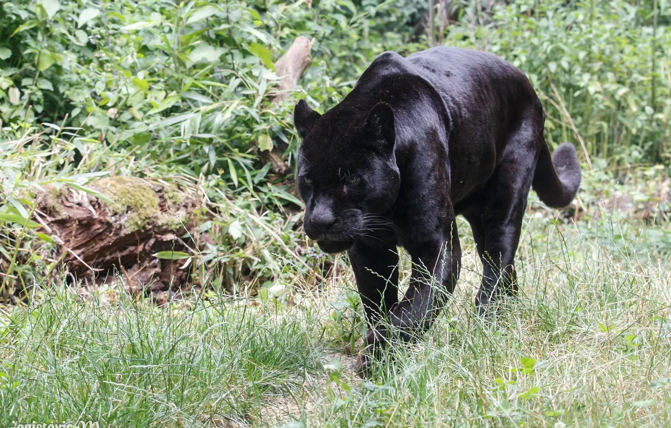 Photo wallpaper predator, Panther, wild cat, zoo, black Jaguar