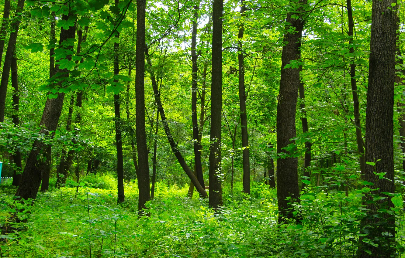 Photo wallpaper forest, park, tree