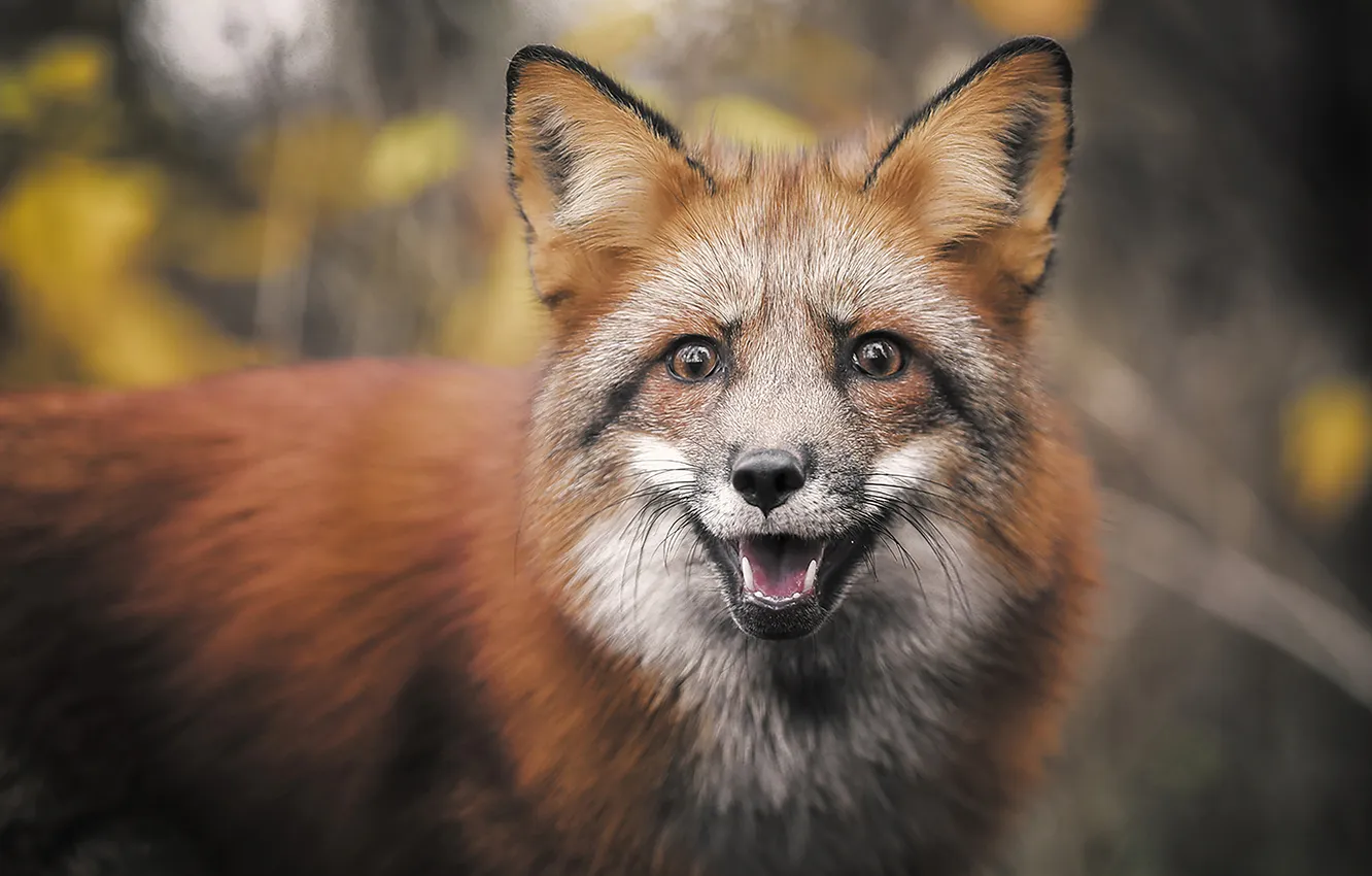 Photo wallpaper fox, animal, red fox, wild life