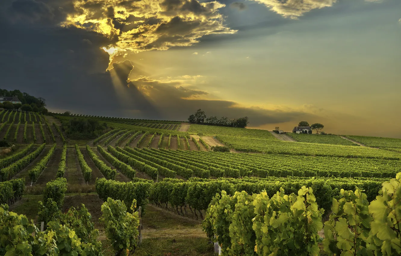 Photo wallpaper field, the sun, sunset, clouds, France, vineyard, farm, Dordogne
