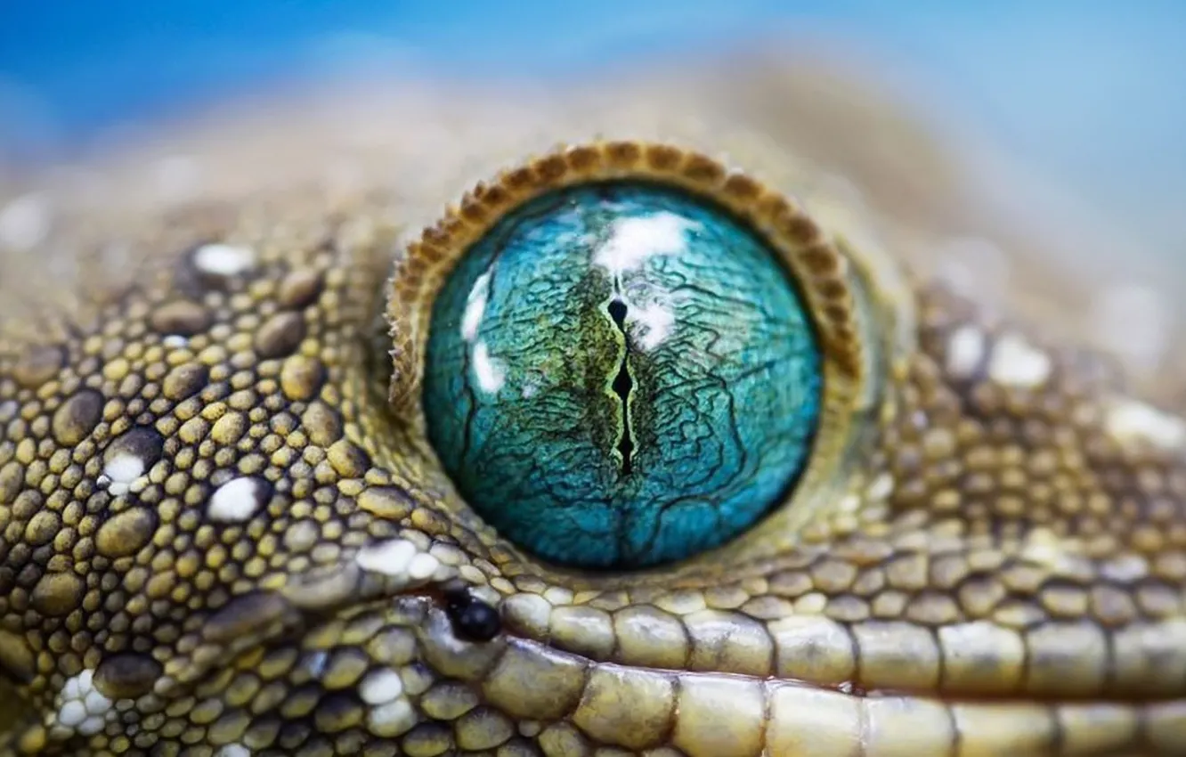 Photo wallpaper lizard, Gecko, view, Jeshua, dense