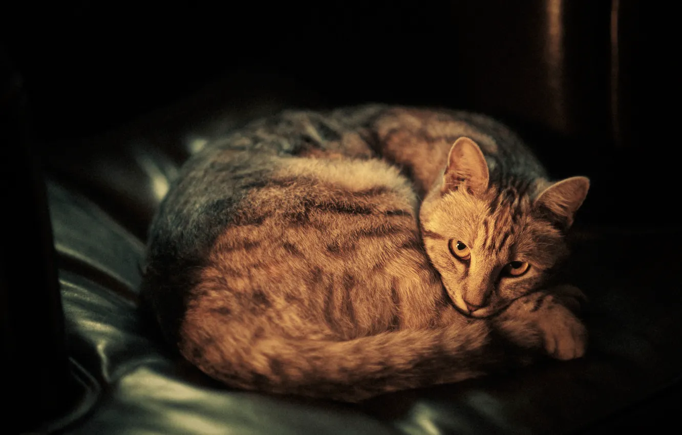 Photo wallpaper cat, look, wool, muzzle, color